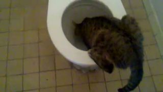 Kocur si pochutnava na cerstvej toaletnej vode