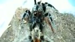 Brachypelma Vagans Párenie