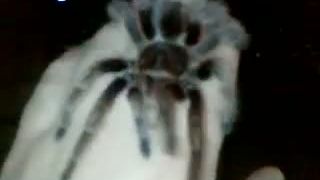 Grammostola Gosea red