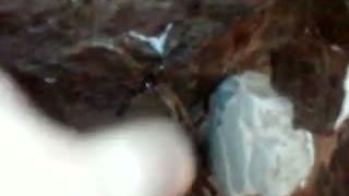 Grammostola Rosea samec