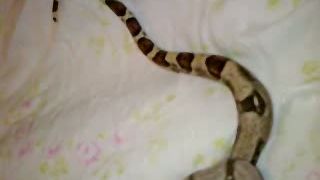Boa Constrictor (Veľhad Kráľovský)
Je to môj najnovší pr