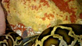 Python molurus bivittatus
