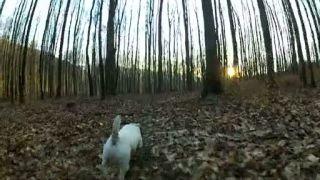 Jack russel