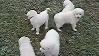 Šteniatka Slovenský čuvač