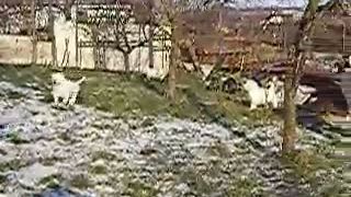 Slovenský čuvač, chovná stanica Jaroslavov dvor, vrh D