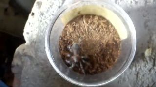 Geniculata