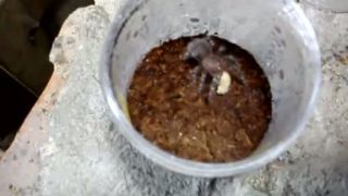 Geniculata 2
