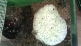 Geniculata vs Cvrčok