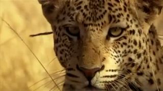 Keď veverička uvidí leoparda