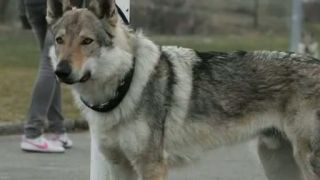 Československý vlčiak - Czechoslovakian wolfdog