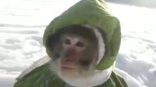 Ruska opicka v zime