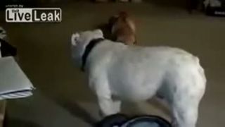 Buldog tancuje