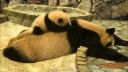 Panda s maličkým