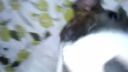 Sleeping bullterier