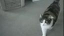 video Mačka vs. umelá mačka