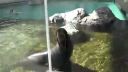 video Pokazený tuleň