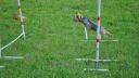 York Lanka a Agility