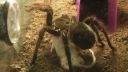 video Kŕmenie najväčšieho pavúka na svete