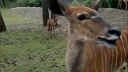 video Pokazená antilopa
