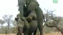 video Slon vs. nosorožec