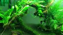 Akvarium na krevety, akvaristika