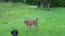 Bambi si našla kamaráta