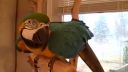 video Papagáj Polly sa rehotá