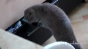 video Mačka prichytená pri krádeži