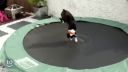 video Zvieratá na trampolíne