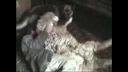Mydlil my barana parodia