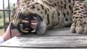 video Ako pradie leopard?