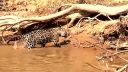 video Jaguár si ide po krokodíla