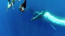 Whale Fantasia
