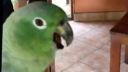 video Uchechtaný papagáj