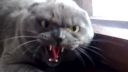 video Veľmi nahnevaná mačka