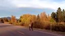 Jeleň si zabehal s motorkou