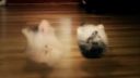 DOGSTEP