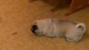 Neoblomný mops