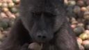 video Ožraté africké zvieratá