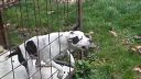 Ked pitbull zbada mačku