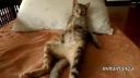 video Mačky s ľudskými spôsobmi