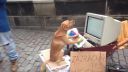 video Zázračný pes v Prahe