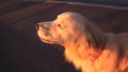 Húkačkový retriever