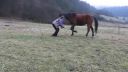Horsemanship and tricks