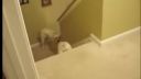 video Ako psy a mačky učia chodiť mláďatá po schodoch?