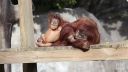 Orangutan Pongo opäť s matkou