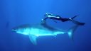 video Blondínka a veľký žralok modrý