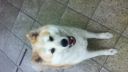 Zavýjajúca Akita Inu