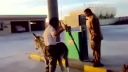 video Medzičasom niekde na arabskej benzínke
