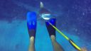 video Potápača prekvapil žralok